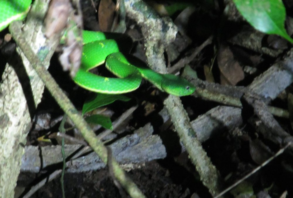 Monteverde national park & Night walk