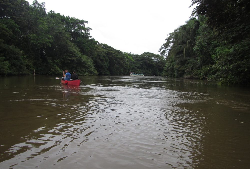 Cano negro au bord du Nicaragua